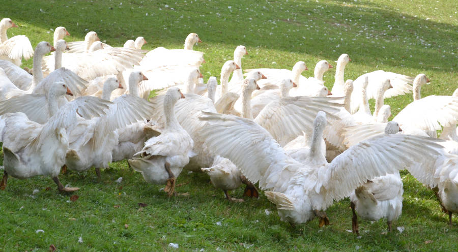 gans