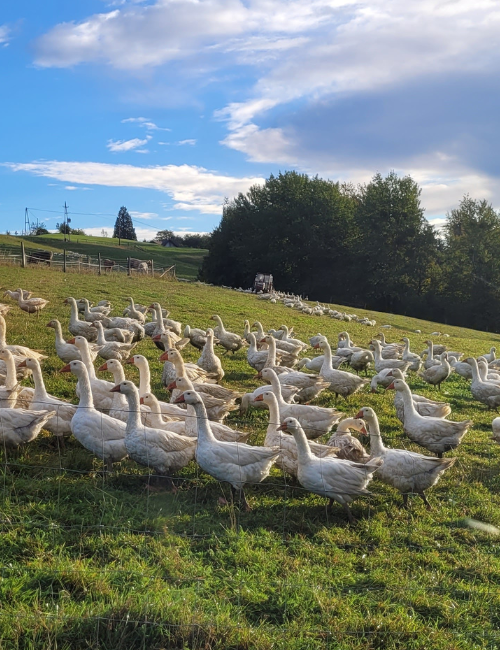 Gänse Freilandhaltung